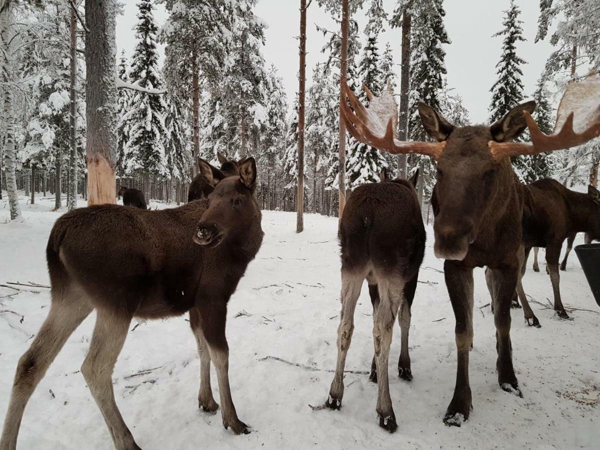 Hotel The Friendly Moose Overtornea Exterior foto